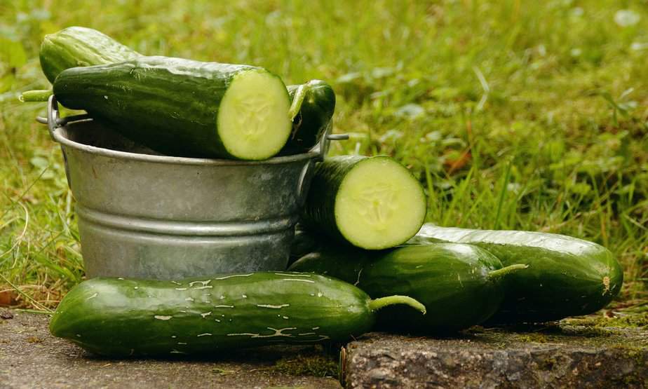 cucumbers, garden, harvest-1588945.jpg