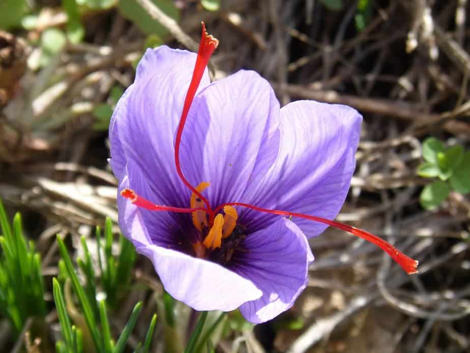 saffron, flower, beauty-1821786.jpg